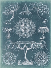 Sealife Blueprint III