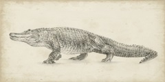 Alligator Sketch
