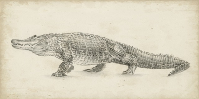 Alligator Sketch