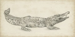 Crocodile Sketch