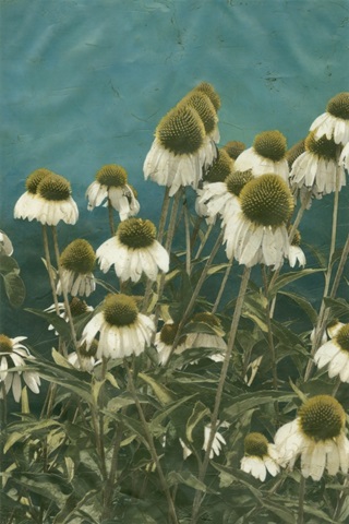 Among the Wildflowers I