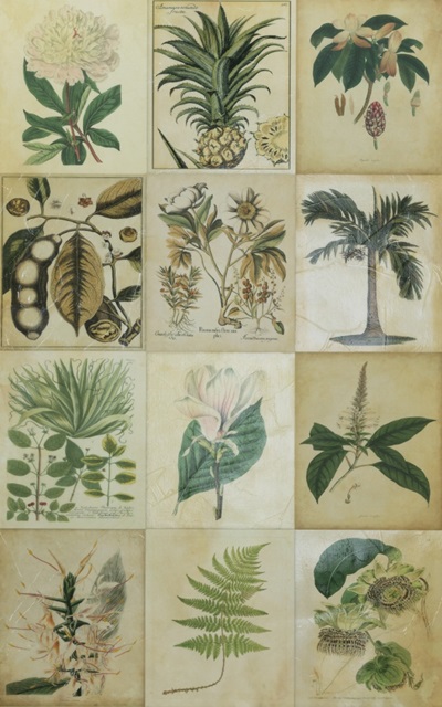 Botanical Sampler II