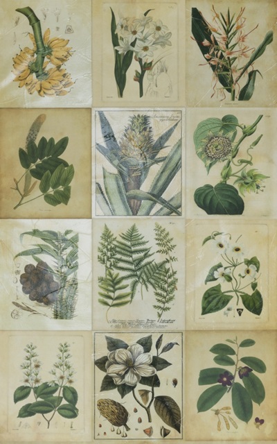 Botanical Sampler III