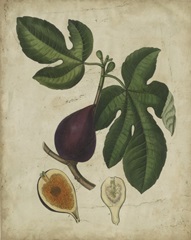 Antique Fig Tree