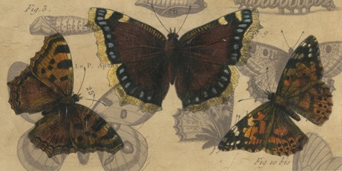 Bold Butterfly Panel III