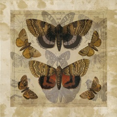 Butterfly Overlay I