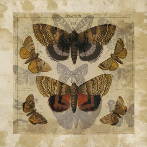 Butterfly Overlay I