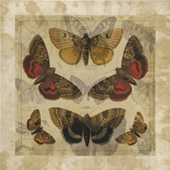 Butterfly Overlay II