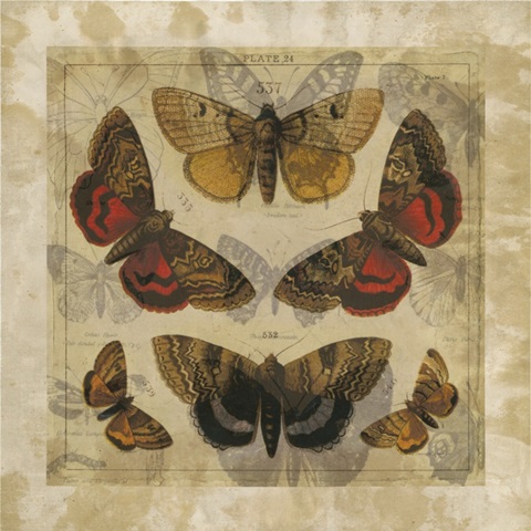 Butterfly Overlay II