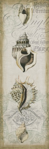 Cartouche and Shells II