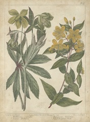 Enchanted Garden III