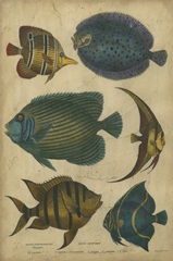 Goldsmith's Spinous Fishes