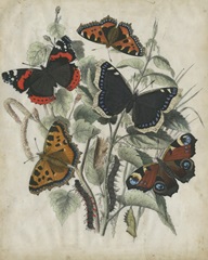 Butterfly Haven I