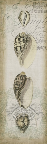 Cartouche and Shells I