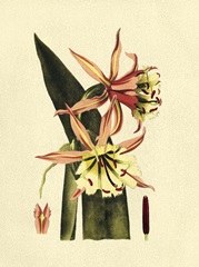 Crackled Striking Beauty I