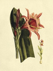 Crackled Striking Beauty II