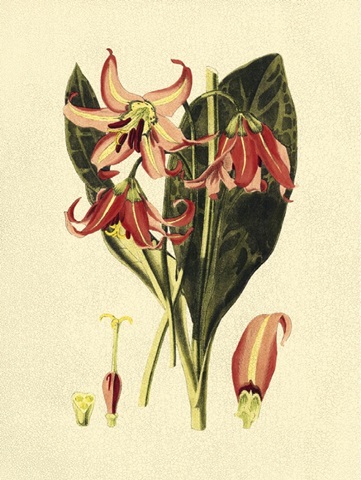 Crackled Striking Beauty III