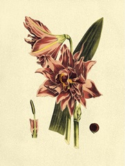 Crackled Striking Beauty IV