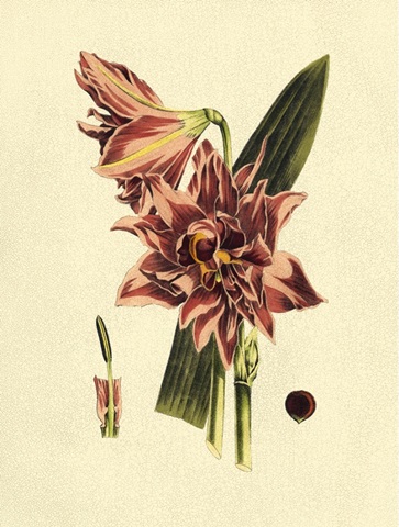 Crackled Striking Beauty IV