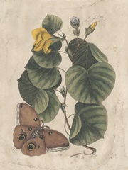 Embellished Catesby Butterfly and Botanical I