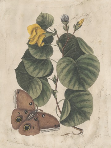 Embellished Catesby Butterfly and Botanical I