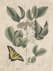 Embellished Catesby Butterfly and Botanical II