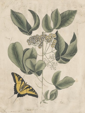 Embellished Catesby Butterfly and Botanical II