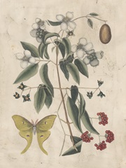 Embellished Catesby Butterfly and Botanical III