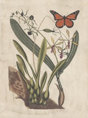 Embellished Catesby Butterfly and Botanical IV