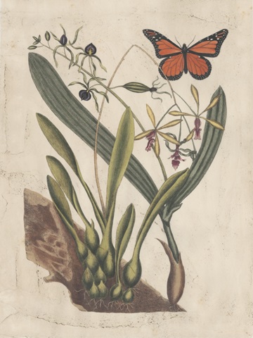 Embellished Catesby Butterfly and Botanical IV