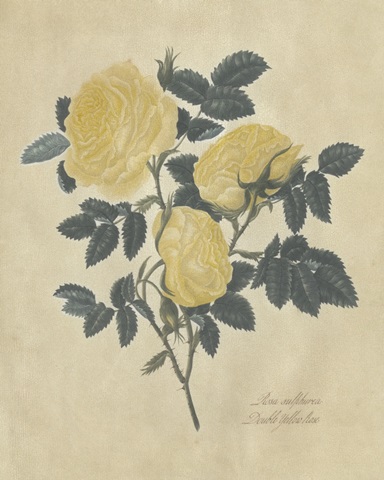 Embellished Double Yellow Rose