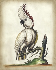 Embellished Edwards' Cockatoo
