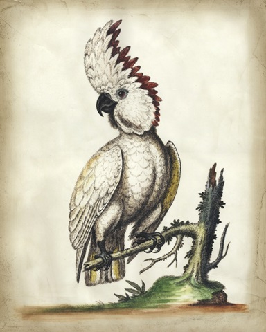 Embellished Edwards' Cockatoo