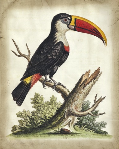 Embellished Edwards' Toucan