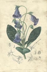 Embellished Floral Botanique I