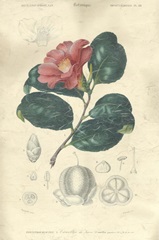 Embellished Floral Botanique II