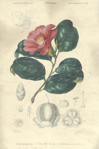 Embellished Floral Botanique II