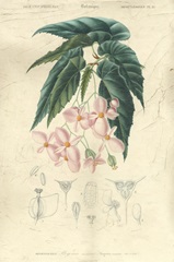 Embellished Floral Botanique III