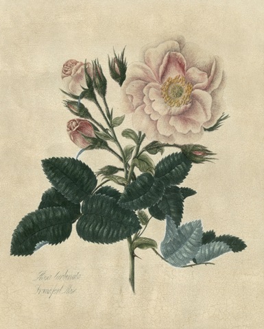 Embellished Frankfort Rose