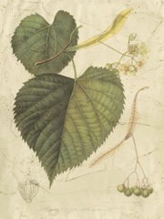 Antique American Linden