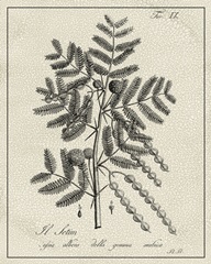 Antique Black and White Botanical I