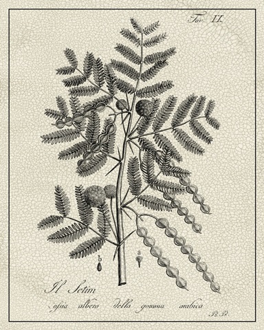 Antique Black and White Botanical I