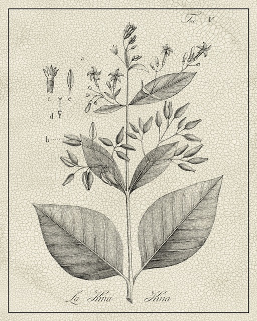 Antique Black and White Botanical II