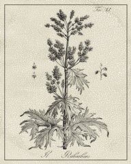 Antique Black and White Botanical III