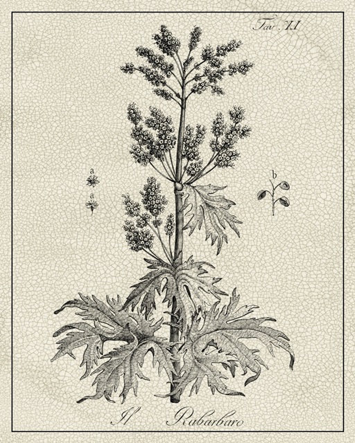 Antique Black and White Botanical III