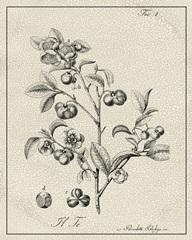 Antique Black and White Botanical IV