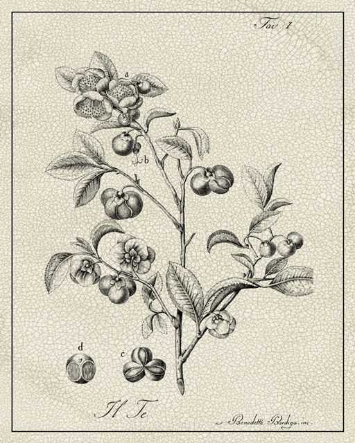 Antique Black and White Botanical IV