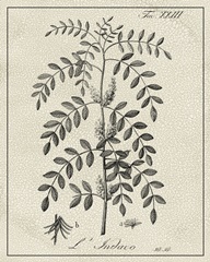 Antique Black and White Botanical IX