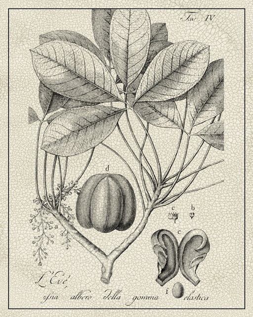 Antique Black and White Botanical VI