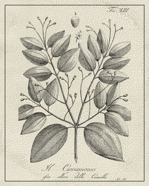 Antique Black and White Botanical VII